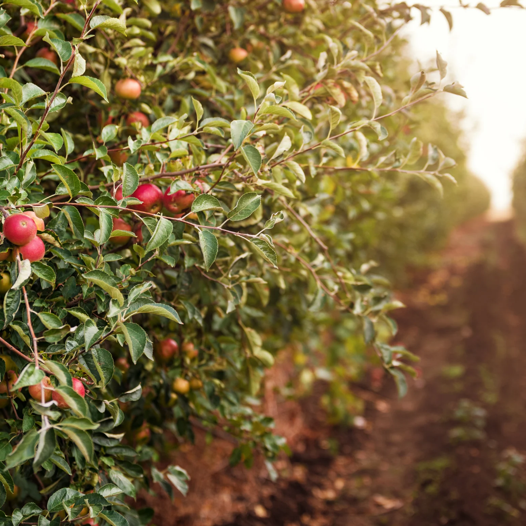 Apple Grove Wax Melts