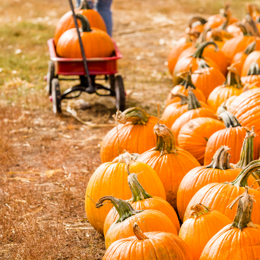 Pumpkin Patch Wax Melts